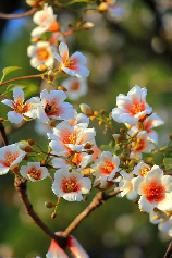 油桐花，油桐花百科